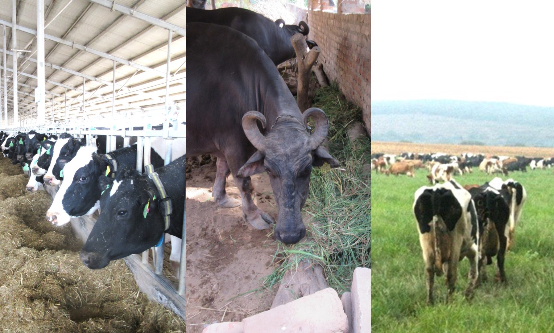 Webinar: Animal Nutrition to Tackle GHG Emissions - Pathways to Dairy ...