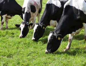 Dairy Cows in Pasture